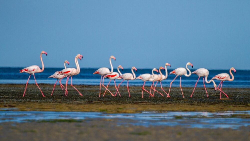 Groupe de flamants roses marchant dans une zone humide en Méditerranée, illustration pour le programme de parrainage de la Tour du Valat.