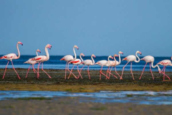 Groupe de flamants roses marchant dans une zone humide en Méditerranée, illustration pour le programme de parrainage de la Tour du Valat.