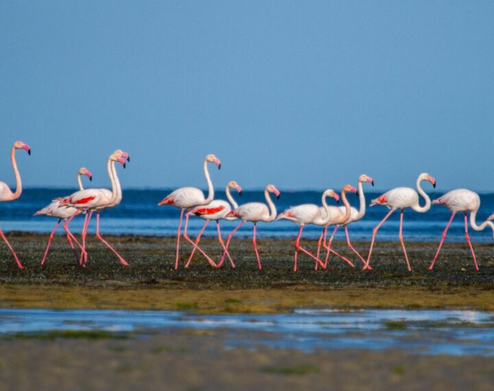 Groupe de flamants roses marchant dans une zone humide en Méditerranée, illustration pour le programme de parrainage de la Tour du Valat.
