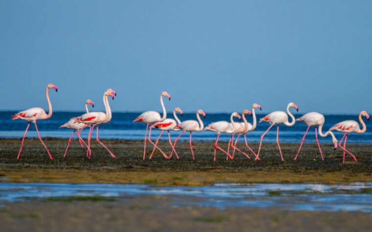 Groupe de flamants roses marchant dans une zone humide en Méditerranée, illustration pour le programme de parrainage de la Tour du Valat.
