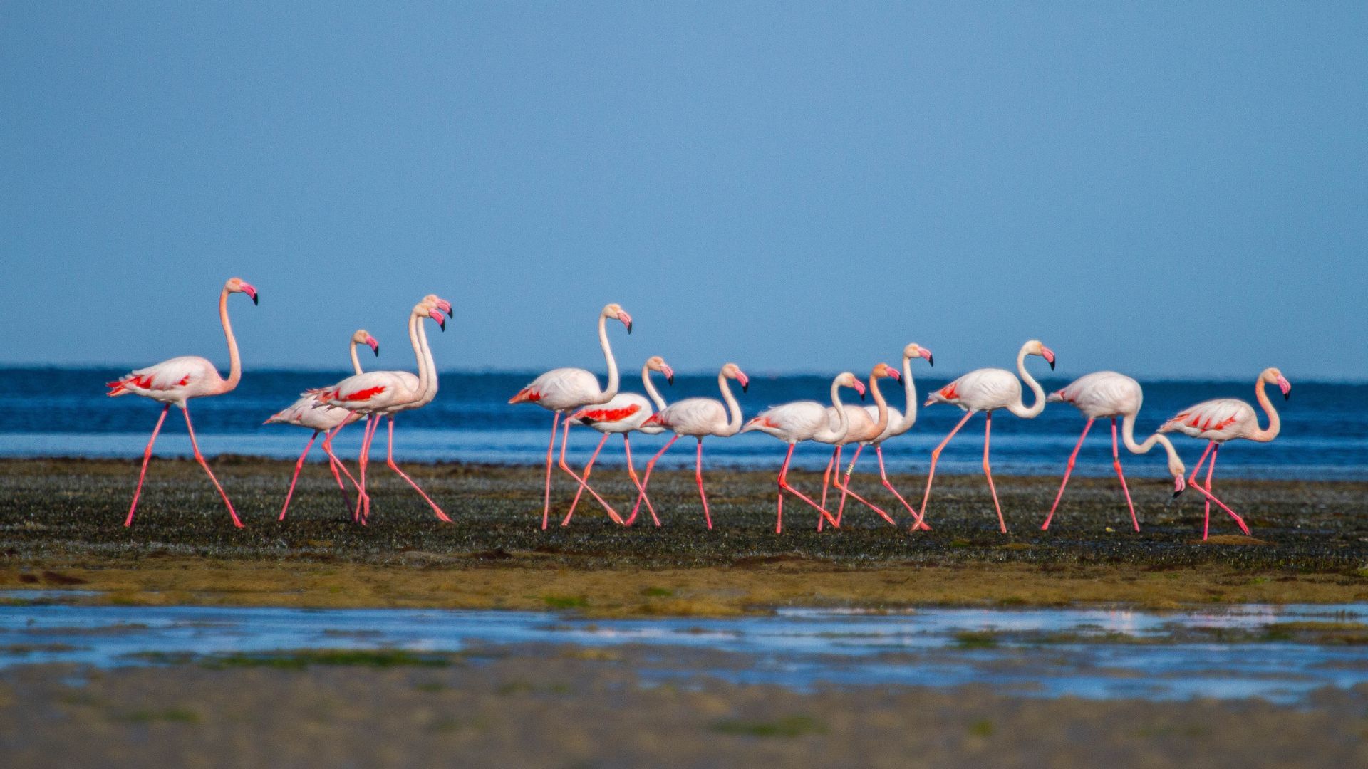Groupe de flamants roses marchant dans une zone humide en Méditerranée, illustration pour le programme de parrainage de la Tour du Valat.